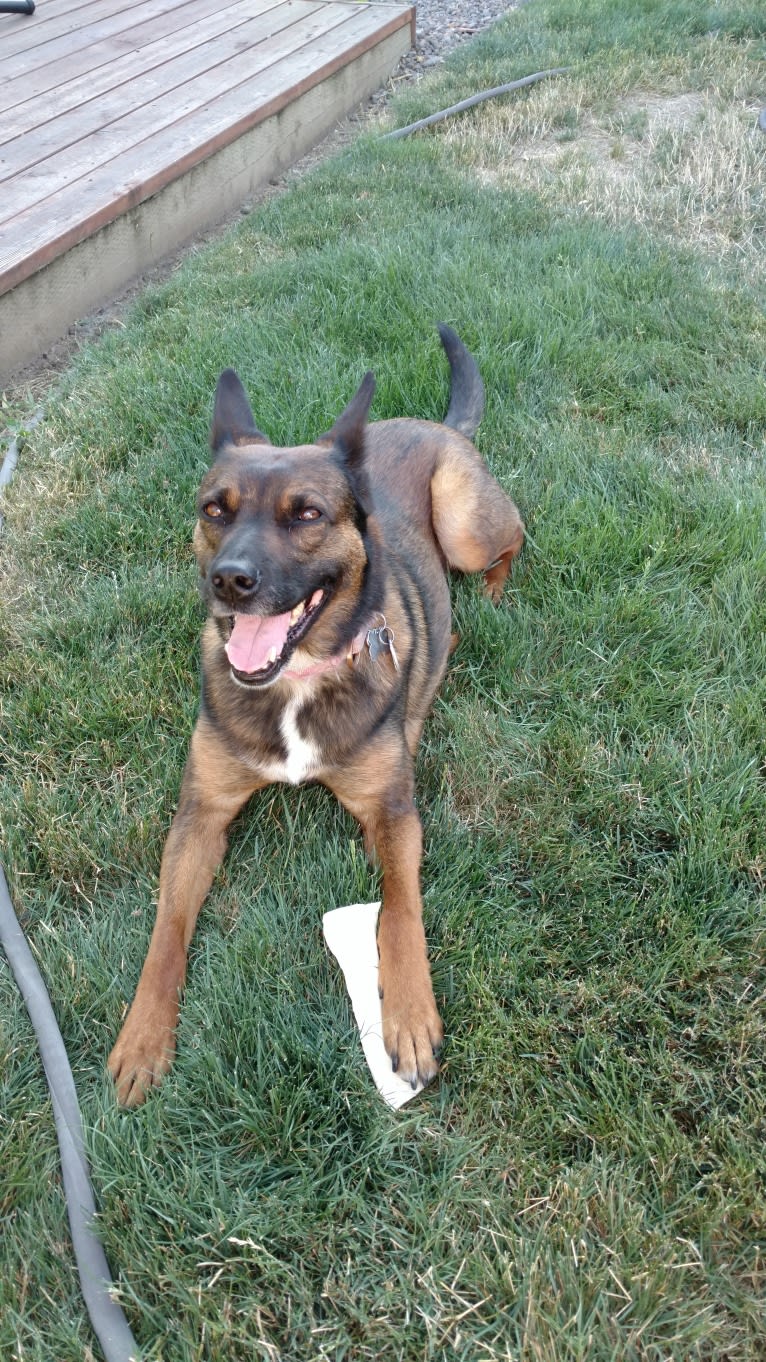 Sadie Fiona, an American Pit Bull Terrier and Belgian Malinois mix tested with EmbarkVet.com