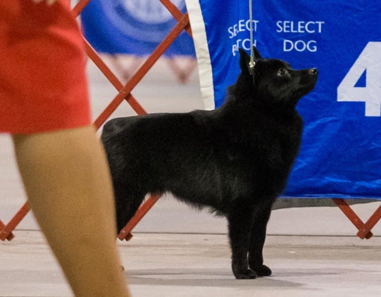 Kumo (Mariah Jeon), a Schipperke tested with EmbarkVet.com
