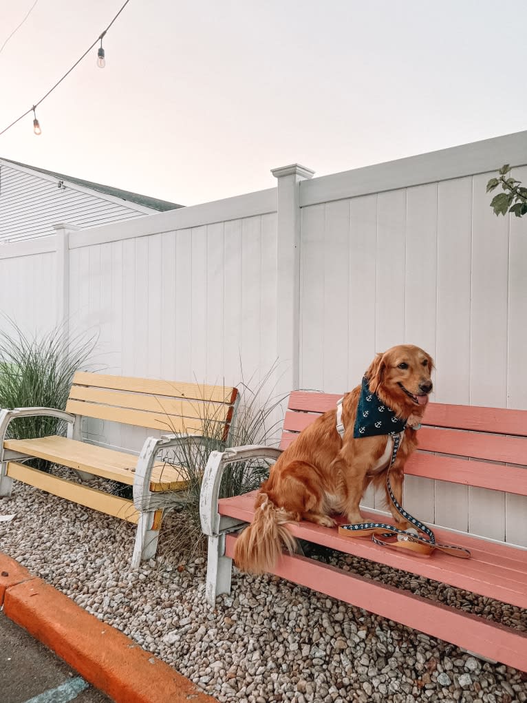 Marley, a Golden Retriever tested with EmbarkVet.com