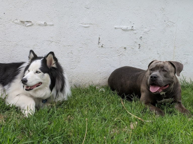 Left Brain, an American Bully and American Bulldog mix tested with EmbarkVet.com