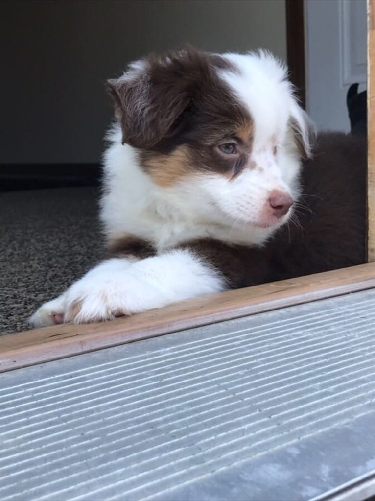 Berlin, an Australian Shepherd tested with EmbarkVet.com