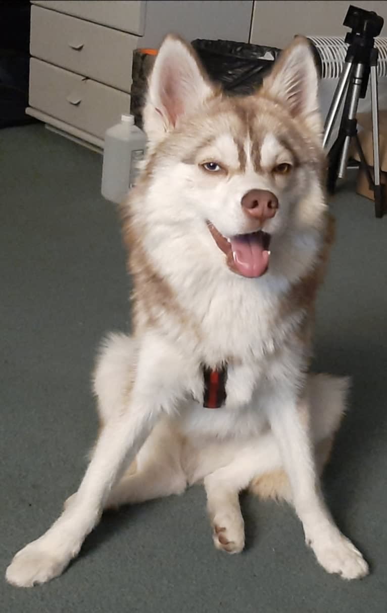 Simba, a Siberian Husky and Pomeranian mix tested with EmbarkVet.com