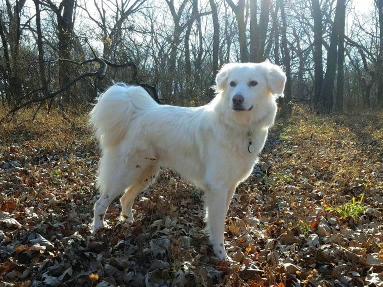 Luca, a Great Pyrenees and Pomeranian mix tested with EmbarkVet.com