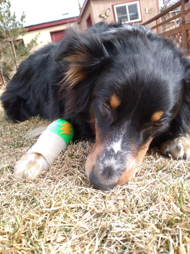 Lancer, an Australian Shepherd and Australian Cattle Dog mix tested with EmbarkVet.com