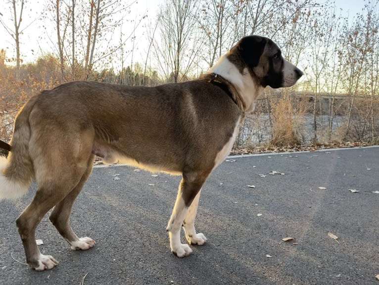 Tanner, an Anatolian Shepherd Dog tested with EmbarkVet.com