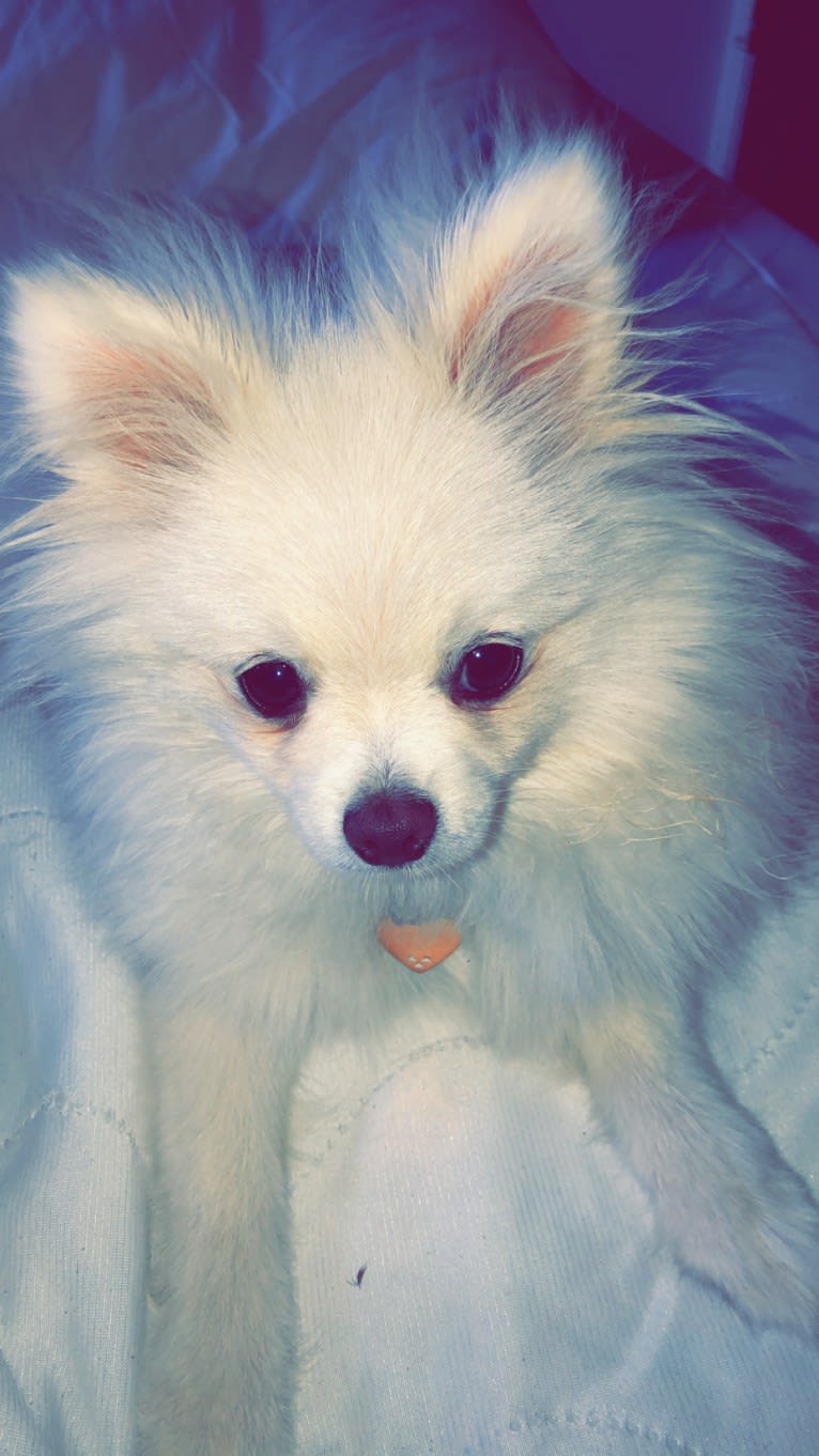 moonie, a Pomeranian tested with EmbarkVet.com