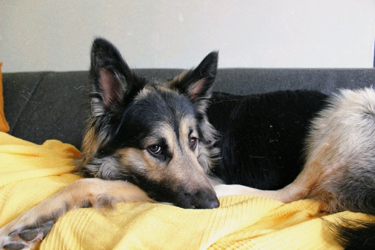 Flóki, an Eastern European Village Dog tested with EmbarkVet.com