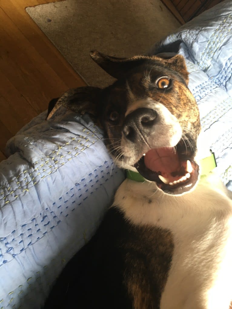 Larry, a Mountain Cur and Labrador Retriever mix tested with EmbarkVet.com