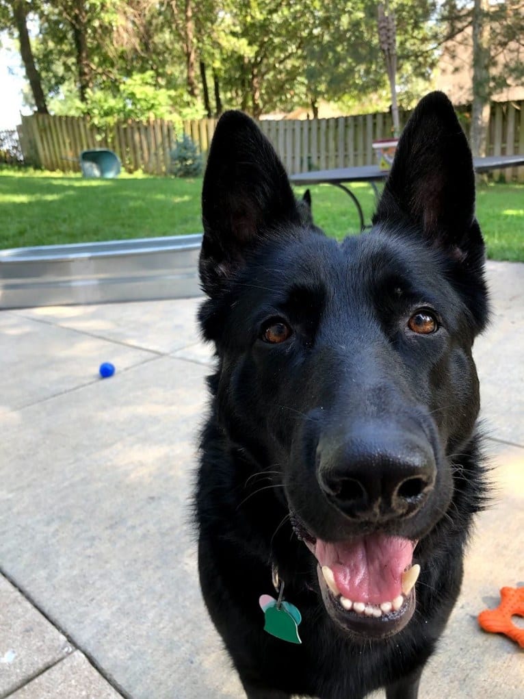 Ramona, a German Shepherd Dog tested with EmbarkVet.com