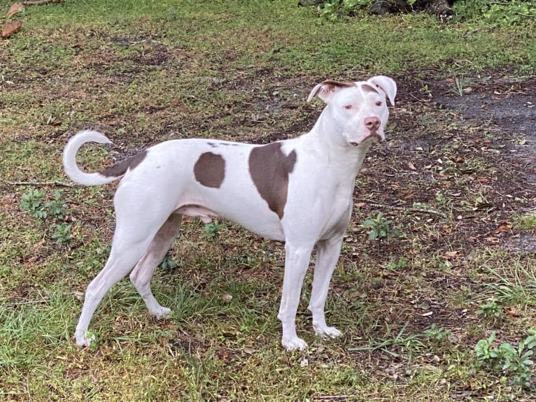 Gambit, an American Pit Bull Terrier and American Staffordshire Terrier mix tested with EmbarkVet.com