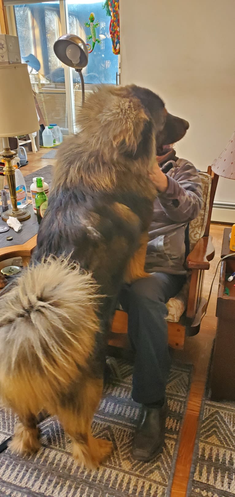 Kodiak, a Tibetan Mastiff tested with EmbarkVet.com