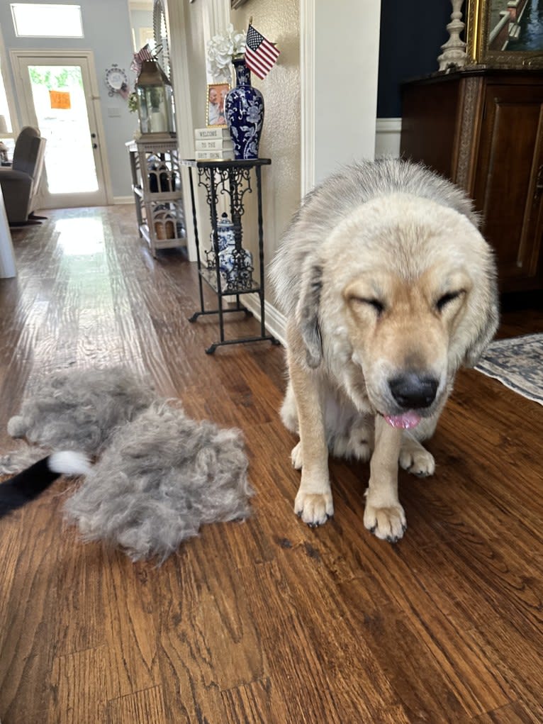 Moose, a Tibetan Mastiff tested with EmbarkVet.com