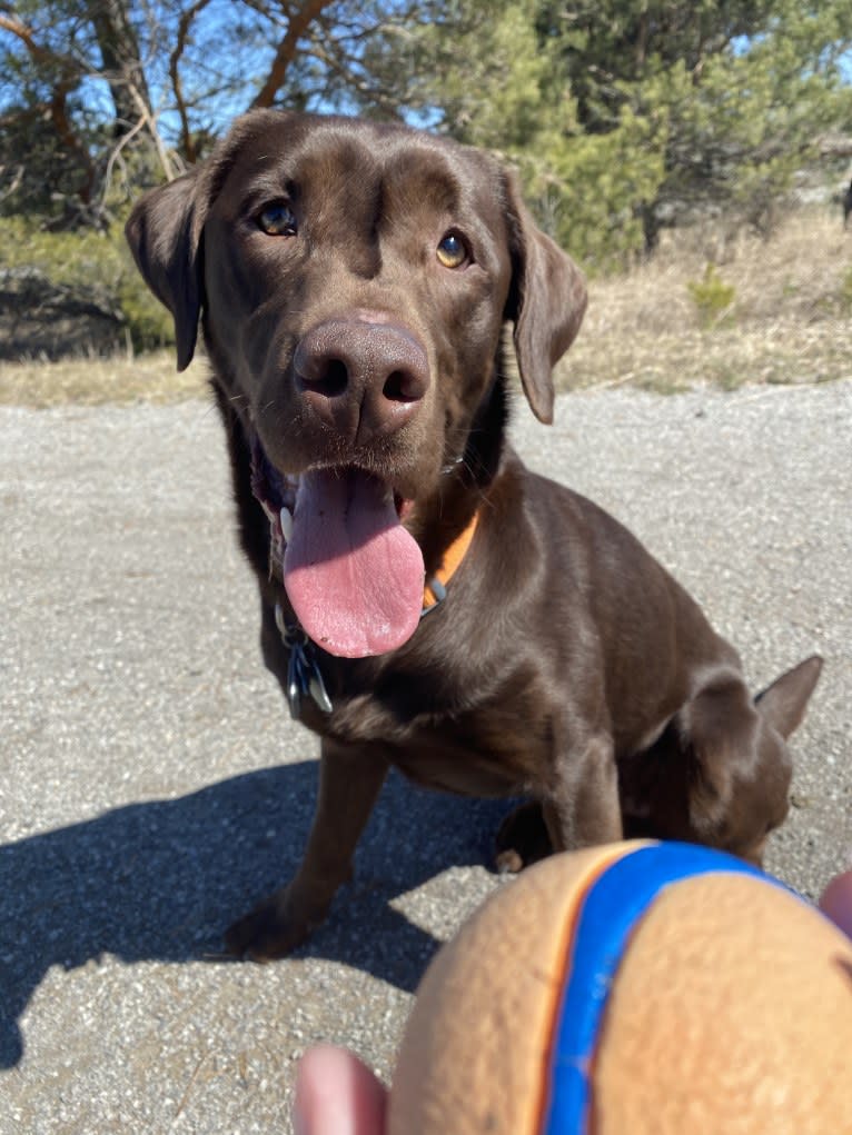 MD’s Goose Maverick, a Labrador Retriever tested with EmbarkVet.com