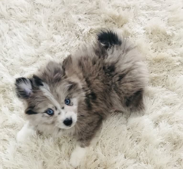 Jasper, a Pomsky tested with EmbarkVet.com