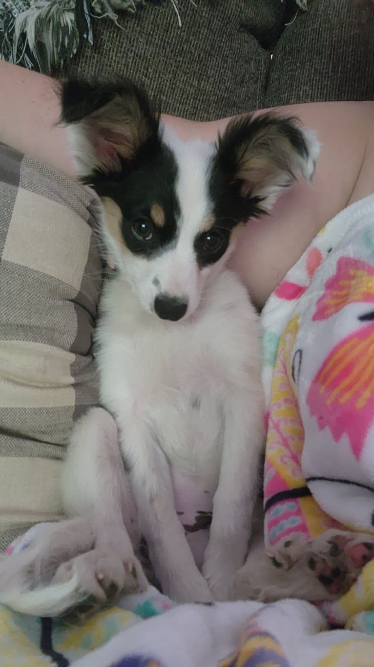 Shelby, a Papillon tested with EmbarkVet.com