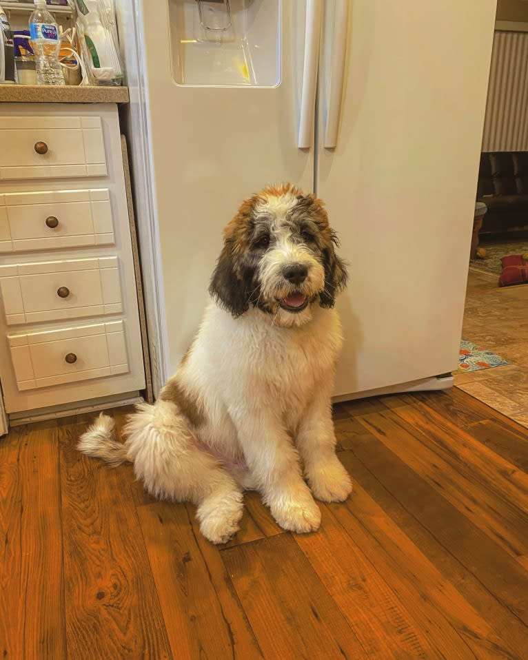 Moose, a St. Berdoodle tested with EmbarkVet.com