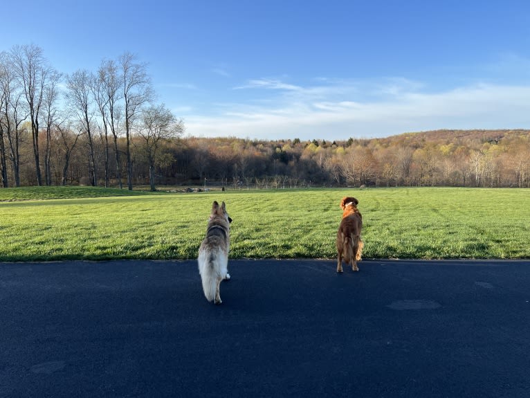 Mila, a White Shepherd tested with EmbarkVet.com