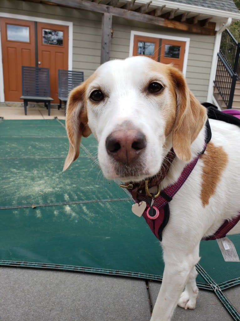 Sasha, an American Foxhound tested with EmbarkVet.com