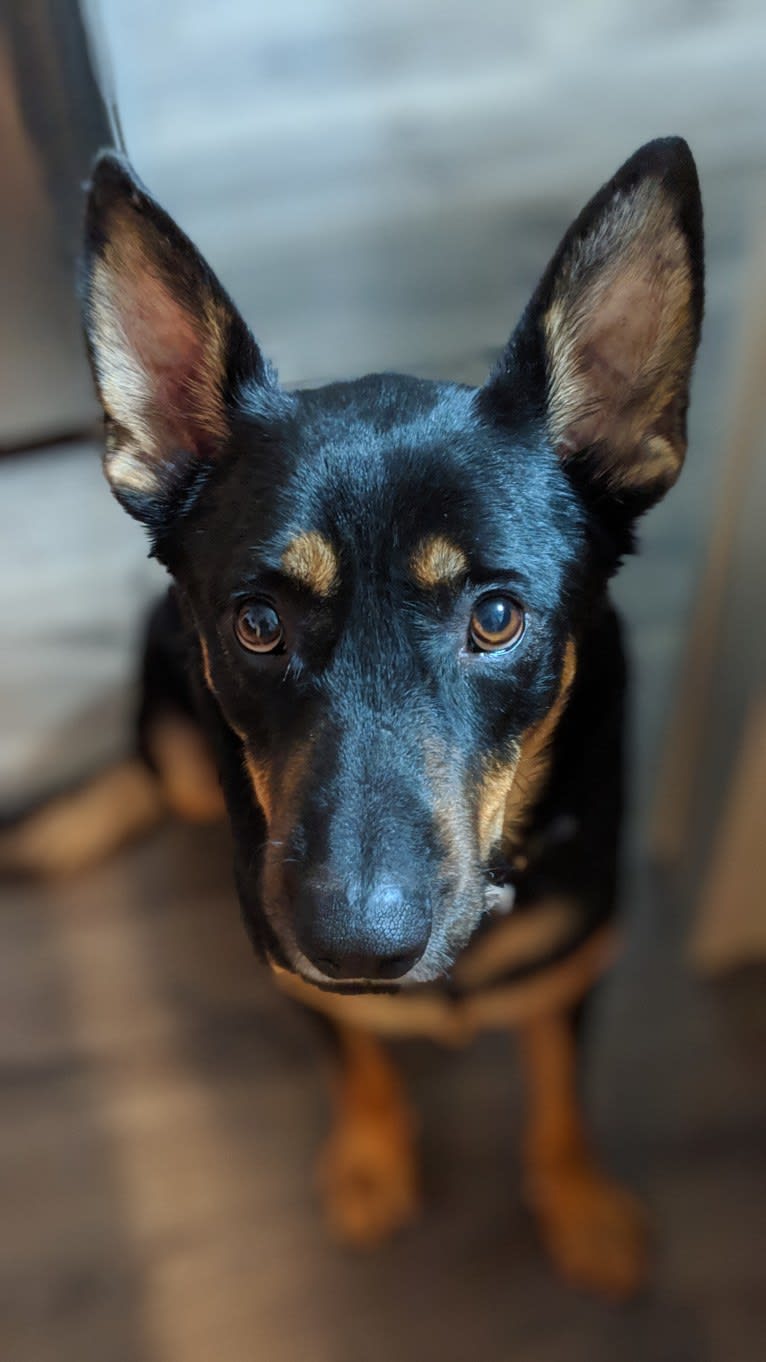 Klaus, a German Shepherd Dog and Rottweiler mix tested with EmbarkVet.com