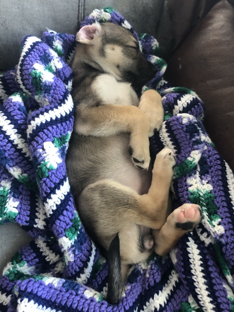 Mittsie Winkelman, a Siberian Husky and German Shepherd Dog mix tested with EmbarkVet.com