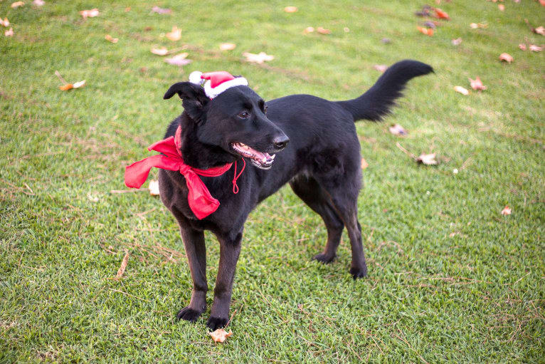 Shannon, an East Asian Village Dog tested with EmbarkVet.com