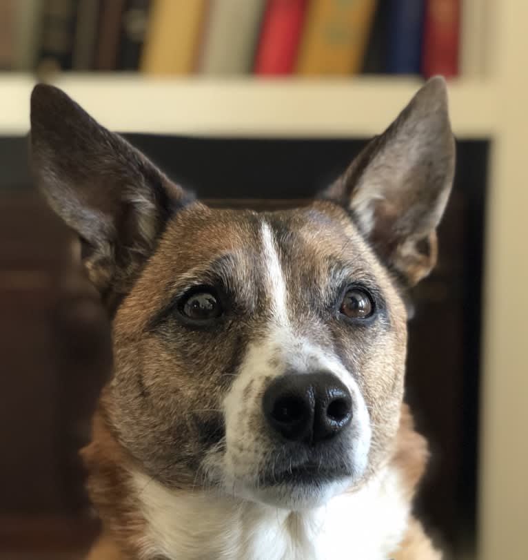 Frankie, a Russell-type Terrier and Australian Shepherd mix tested with EmbarkVet.com