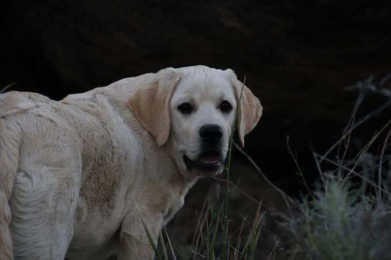 Bogey (1st test, retested 12/23), a Labrador Retriever tested with EmbarkVet.com