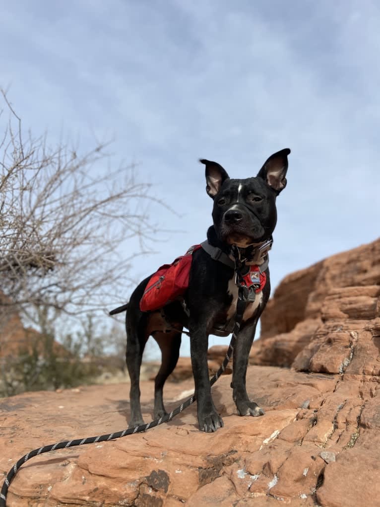 Mickey, an American Bully tested with EmbarkVet.com