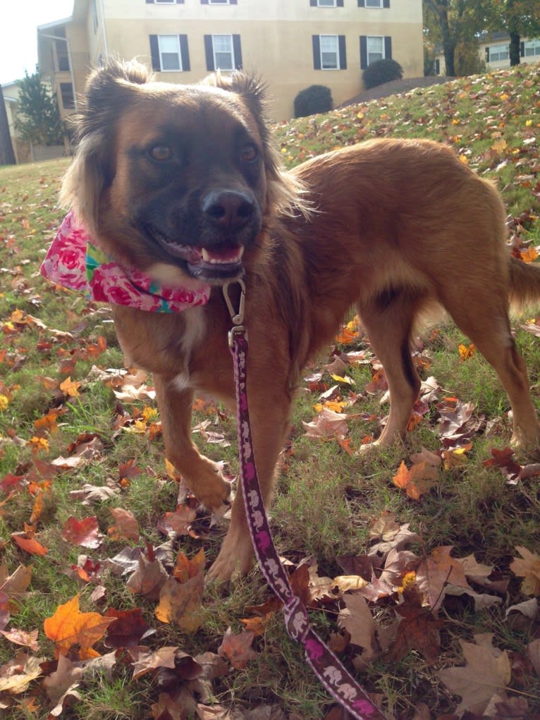 Melody, an American Pit Bull Terrier and Chow Chow mix tested with EmbarkVet.com