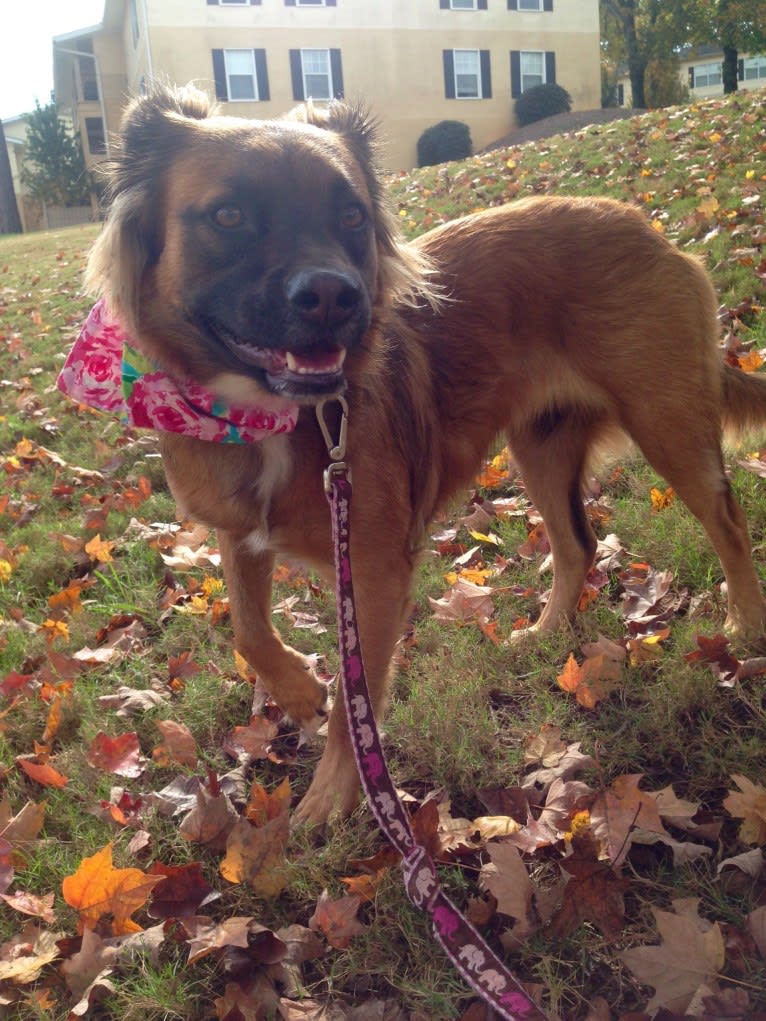 Melody, an American Pit Bull Terrier and Chow Chow mix tested with EmbarkVet.com