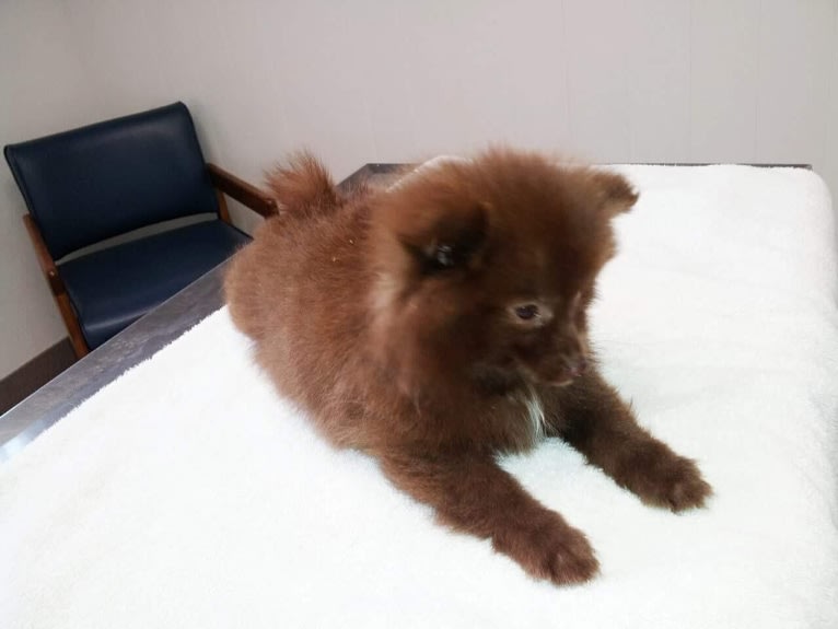 Brownie, a Pomeranian tested with EmbarkVet.com