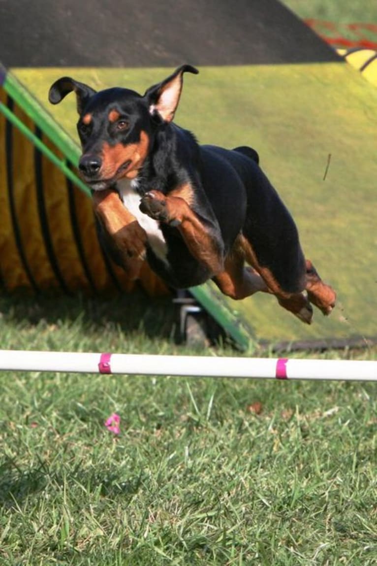 Jinx, a Doberman Pinscher and English Springer Spaniel mix tested with EmbarkVet.com