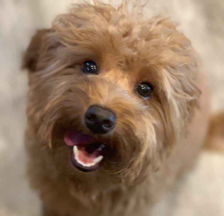 Scooby, a Goldendoodle tested with EmbarkVet.com