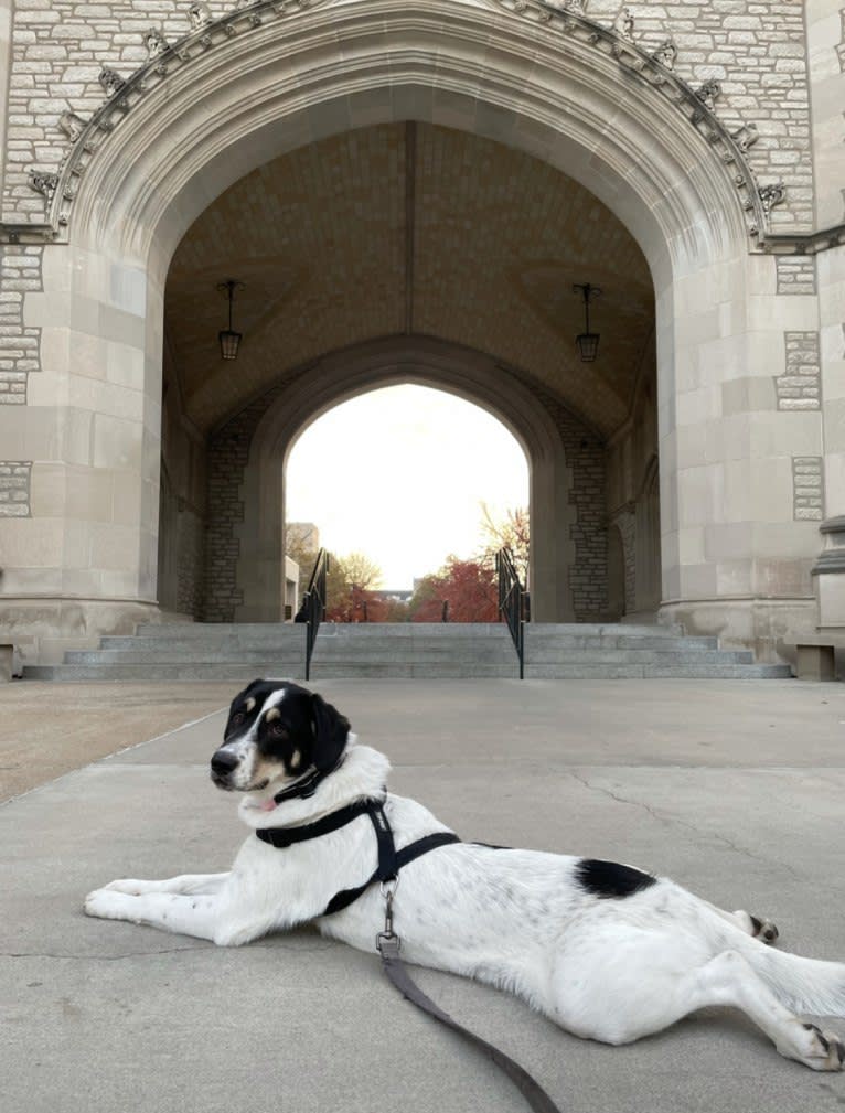 Auggie, an Australian Cattle Dog and Great Pyrenees mix tested with EmbarkVet.com