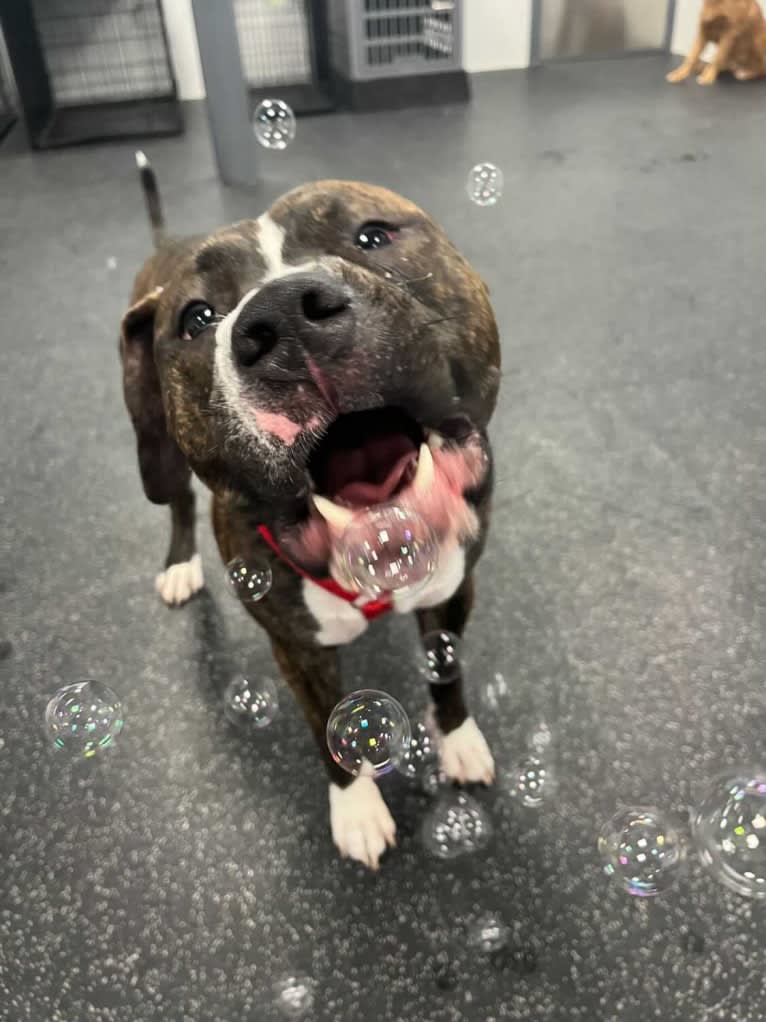 Chidi Buddy, an American Bully tested with EmbarkVet.com