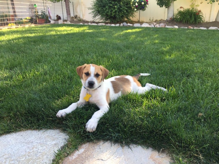 Canna, an American Pit Bull Terrier and Australian Cattle Dog mix tested with EmbarkVet.com