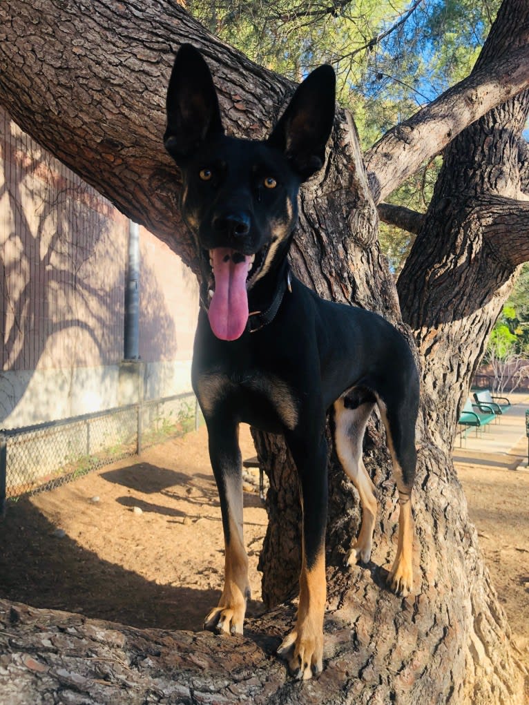 Buddy, a German Shepherd Dog and Weimaraner mix tested with EmbarkVet.com