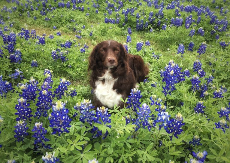 RACH Ruby Blue Mingus CDX BN RM4 RAE2 FDC AX AJX MXF CGC TKP, a Brittany and Border Collie mix tested with EmbarkVet.com