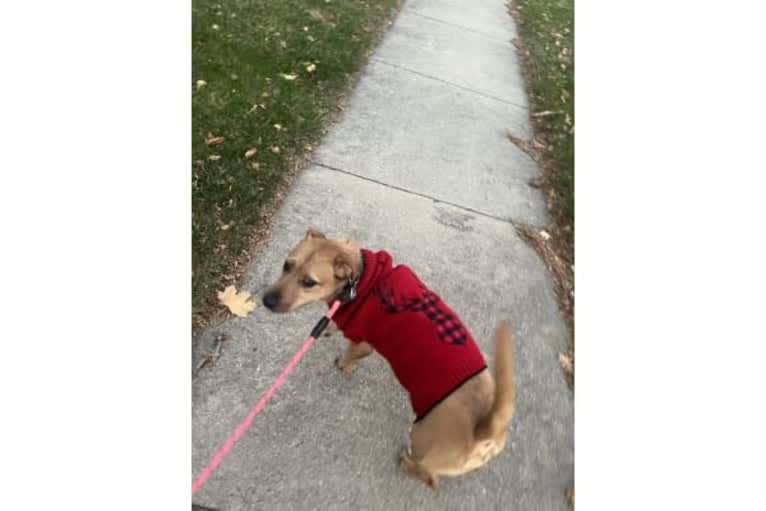 Tootsie, a Beagle and American Pit Bull Terrier mix tested with EmbarkVet.com