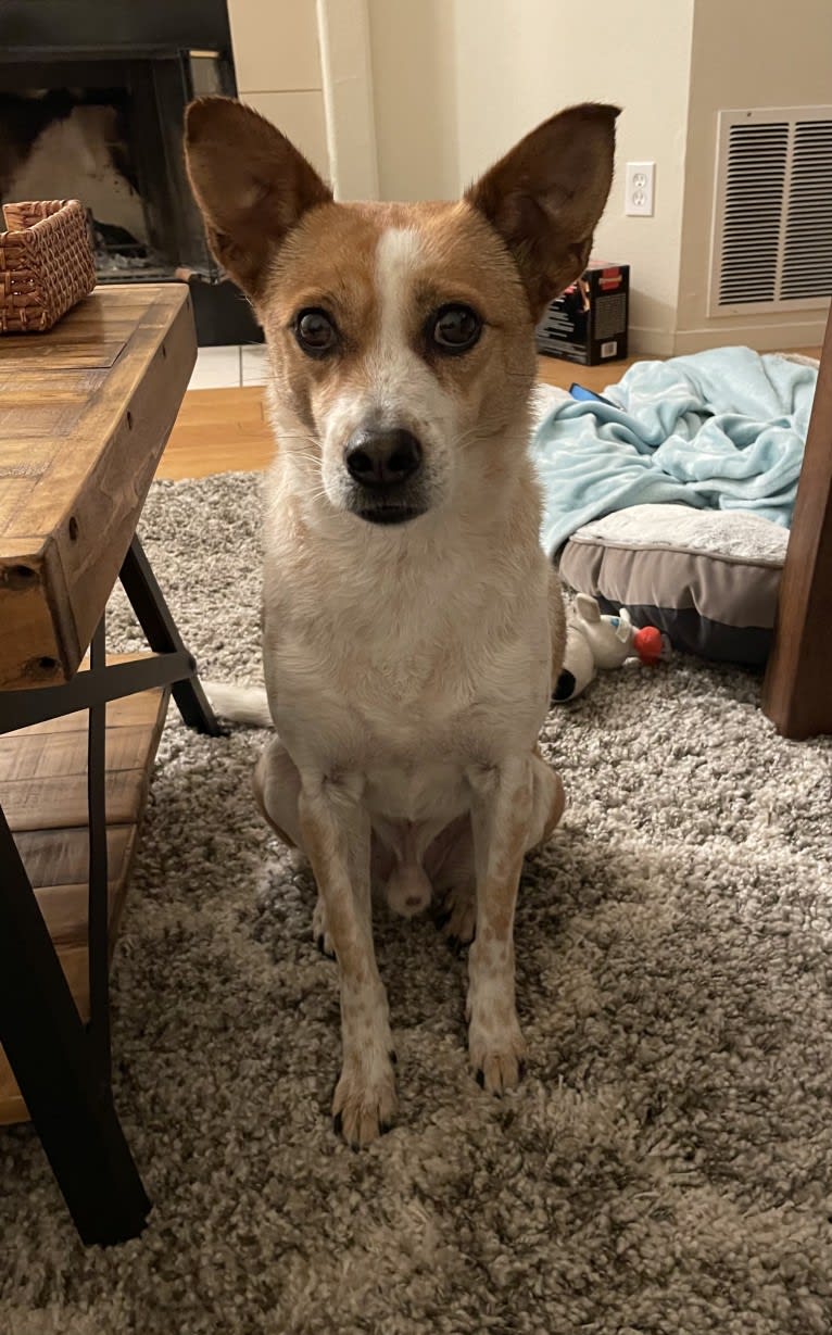 Rudy, a Chinese Village Dog tested with EmbarkVet.com