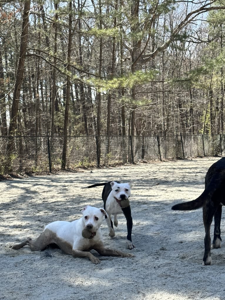 Tiptoe, an American Pit Bull Terrier and Great Pyrenees mix tested with EmbarkVet.com