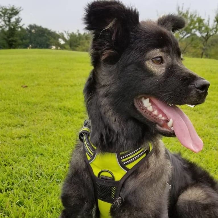 Bodhi, a Japanese or Korean Village Dog and Shiba Inu mix tested with EmbarkVet.com