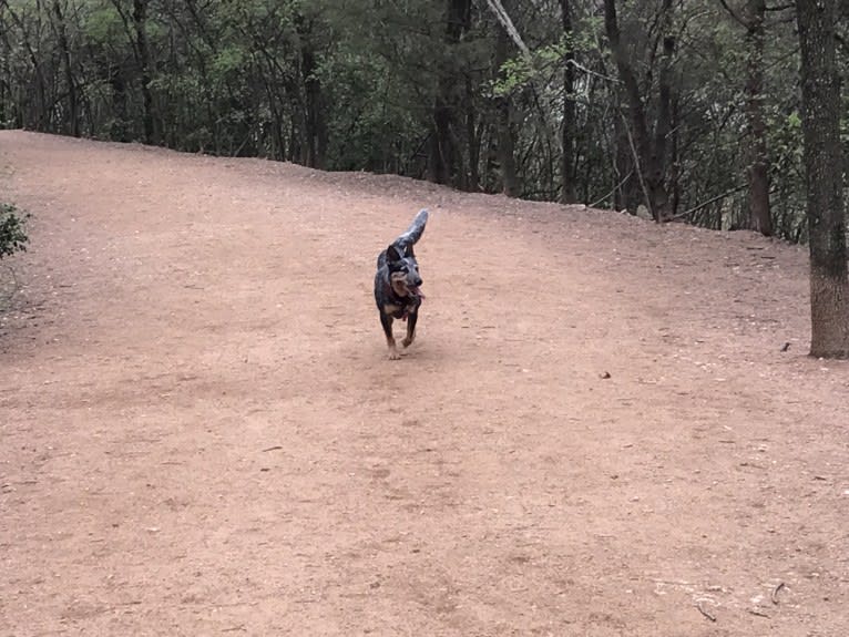 Hank, an Australian Cattle Dog and American Pit Bull Terrier mix tested with EmbarkVet.com