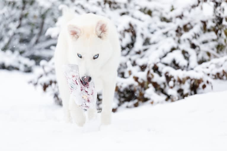 Dash, a Gerberian Shepsky (12.7% unresolved) tested with EmbarkVet.com