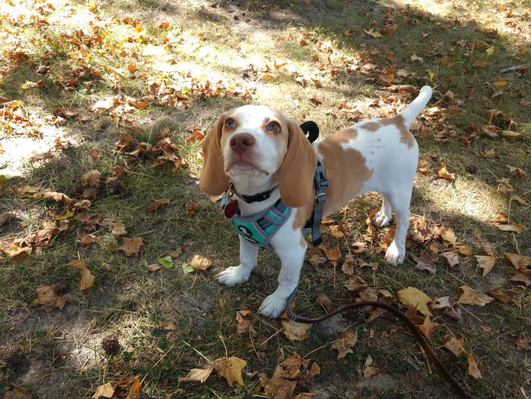 Lusa, a Beagle tested with EmbarkVet.com