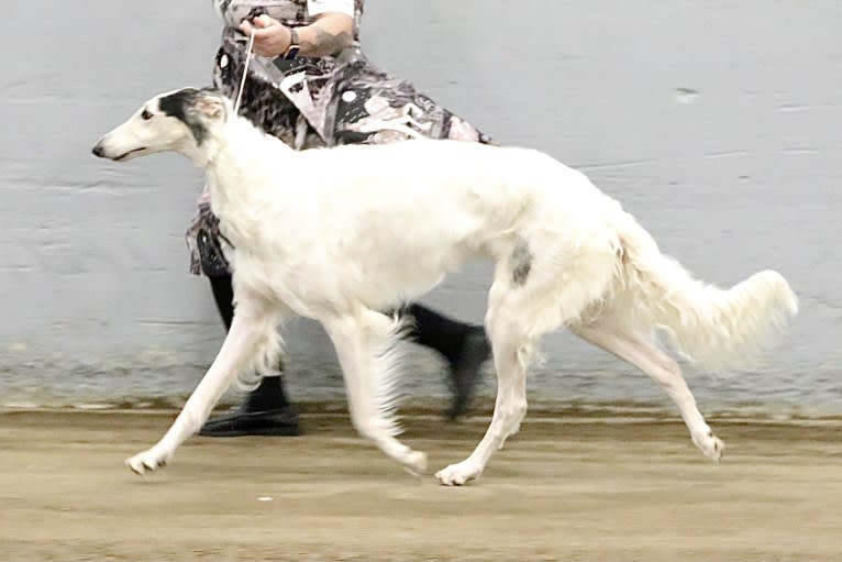 Fennel, a Borzoi tested with EmbarkVet.com