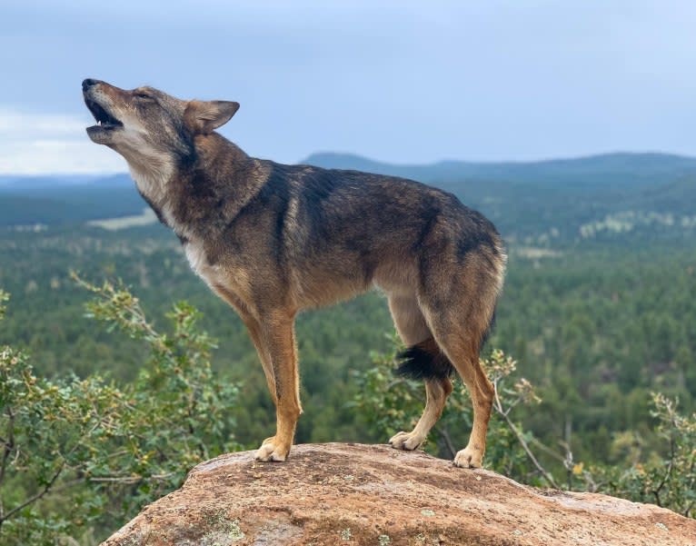 Cilantro, a Border Collie and Coyote mix tested with EmbarkVet.com