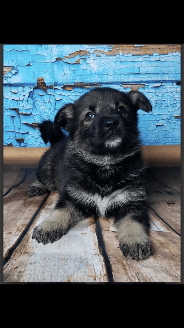 Echo, a German Shepherd Dog and Siberian Husky mix tested with EmbarkVet.com