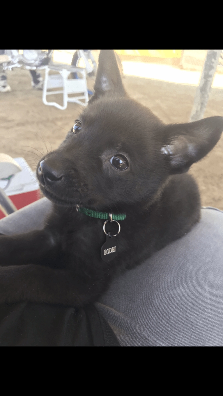 Bodhi, a Belgian Malinois and German Shepherd Dog mix tested with EmbarkVet.com