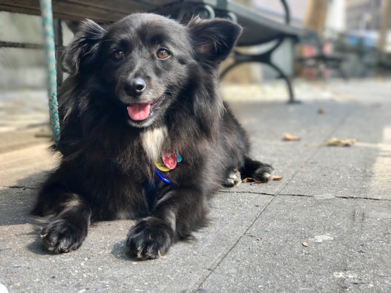 DUTCH, a Middle Eastern Village Dog and Poodle (Small) mix tested with EmbarkVet.com